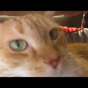 Meet your Posher, Janelle