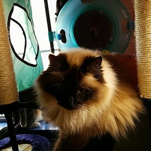 Meet your Posher, Alice
