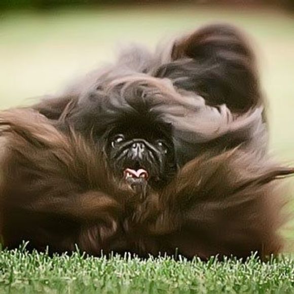 Meet your Posher, Carol - Picture 1 of 1