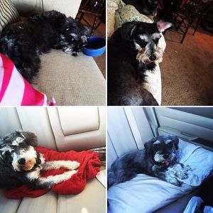 Meet your Posher, Alli