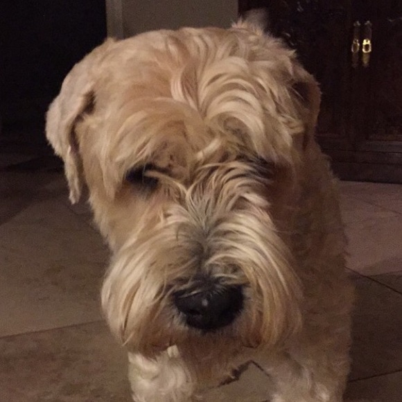 Meet your Posher, Kelley