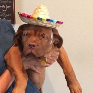 Meet your Posher, Susan