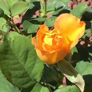 Meet your Posher, Mindy