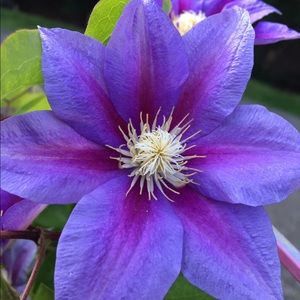 Meet your Posher, Cara