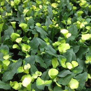 Meet your Posher, Lillian