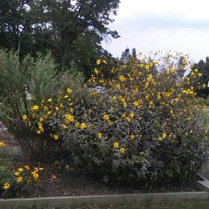 Meet your Posher, Simone