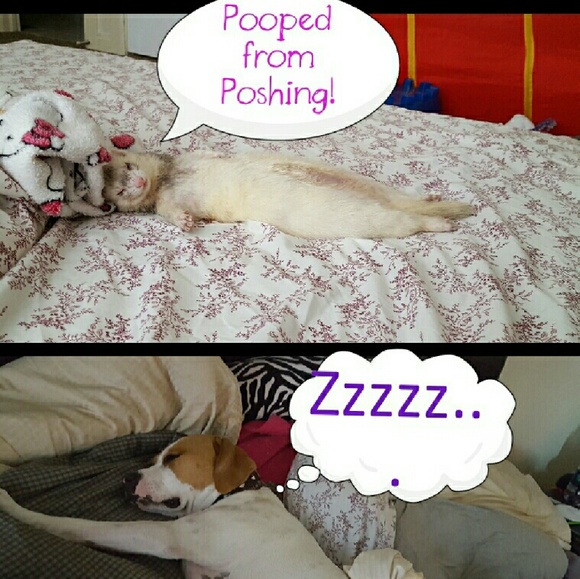 🚩ALLERGIES? 🐾pls read❤ - Picture 3 of 5