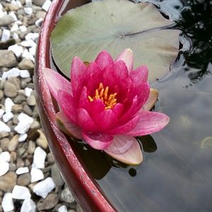 Meet your Posher, Kaya