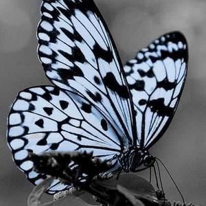 Meet your Posher, Felicia