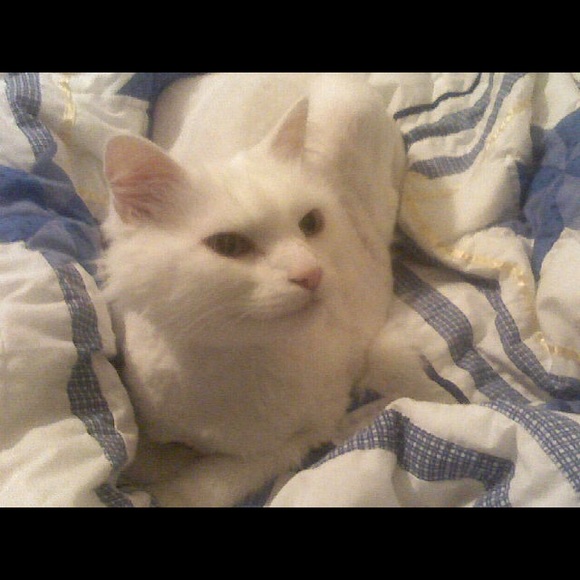 Meet your Posher, Emily - Picture 1 of 1