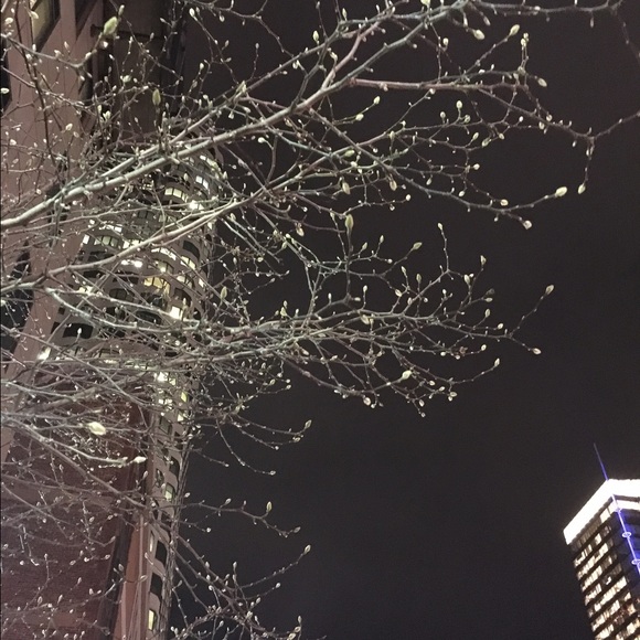 Meet your Posher, Elizabeth - Picture 1 of 1