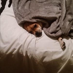 Meet your Posher, Hector