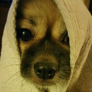 Meet your Posher, Candra