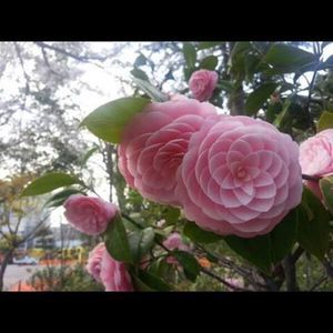 Meet your Posher, Francesca