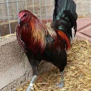 Meet your Posher, Larry