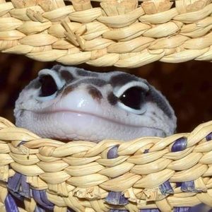 Meet your Posher, Maya