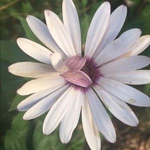 Meet your Posher, Lila