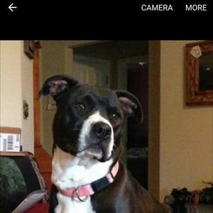 Meet your Posher, Toni