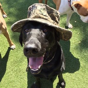 Meet your Posher, Kirk