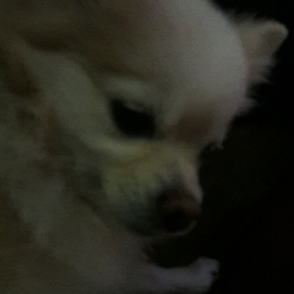 Meet your Posher, Bennie