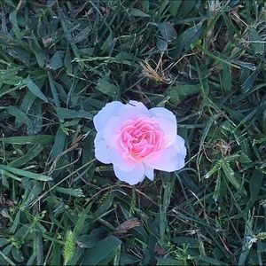 Meet your Posher, Simplebeautygal