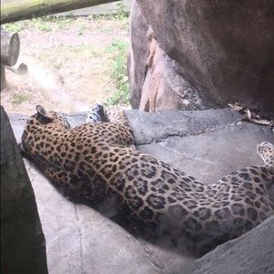 Meet your Posher, Sylvia