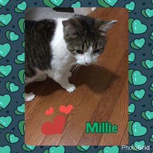 #Millie 💕💕😽😽