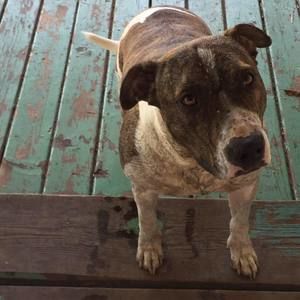 Meet your Posher, Cooper