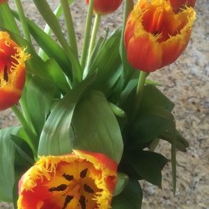 Meet your Posher, Arden