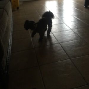 Meet your Posher, Crystal