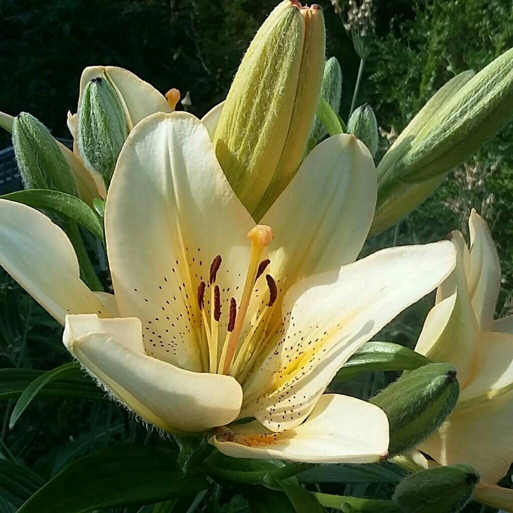 Meet your Posher, Renee