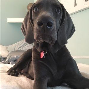 Meet your Posher, Alex