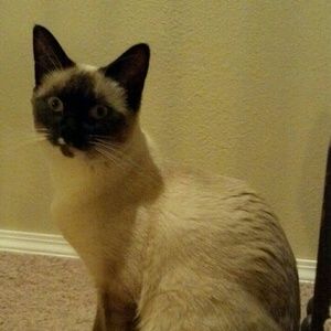 Meet your Posher, Tara