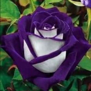 Meet your Posher, Betsy