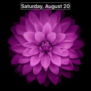 Meet your Posher, Carolyn