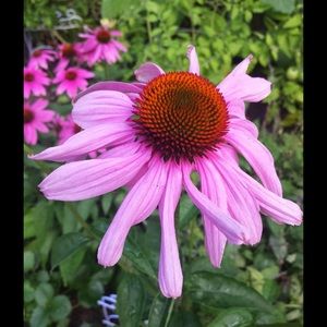 Meet your Posher, Jacquie