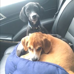 Meet your Posher, Amy