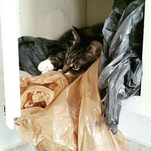 Meet your Posher, Ann