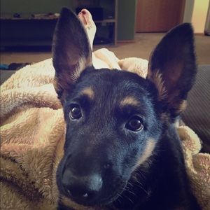 Meet your Posher, Samantha🐾