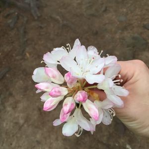 Meet your Posher, Becky