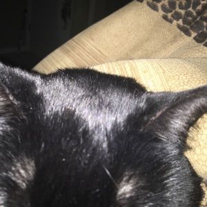 Meet your Posher, Chelsea