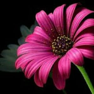 Meet your Posher, Larita