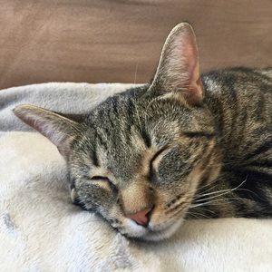 Meet your Posher, Hassan