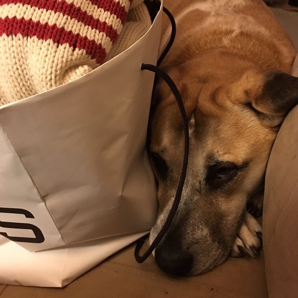 Meet your Posher, Herbie - Picture 2 of 4