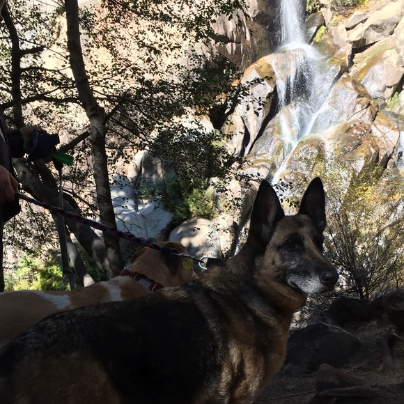 Meet your Posher, Herbie - Picture 3 of 4