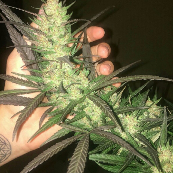 Meet your Posher, Alec