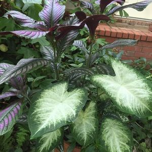 Meet your Posher, Anita