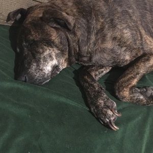 Meet your Posher, Liz