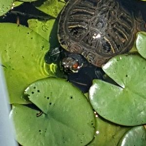 Meet your Posher, Jeanette