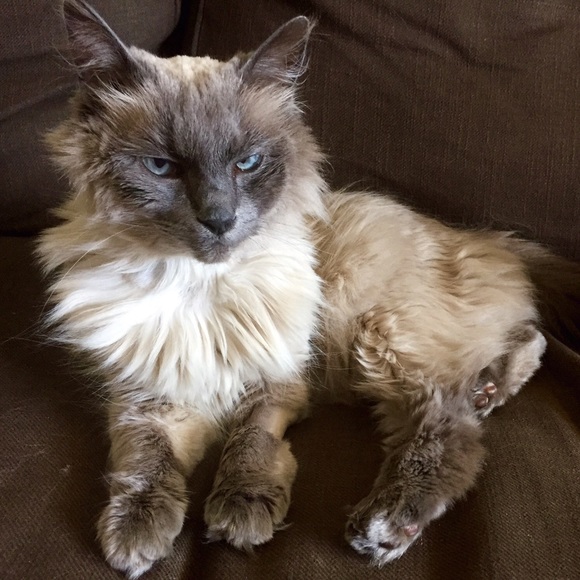 Meet your Posher, Sarah jane - Picture 1 of 1